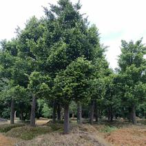 2310苗圃供应竹柏25-30分大树移栽苗园林