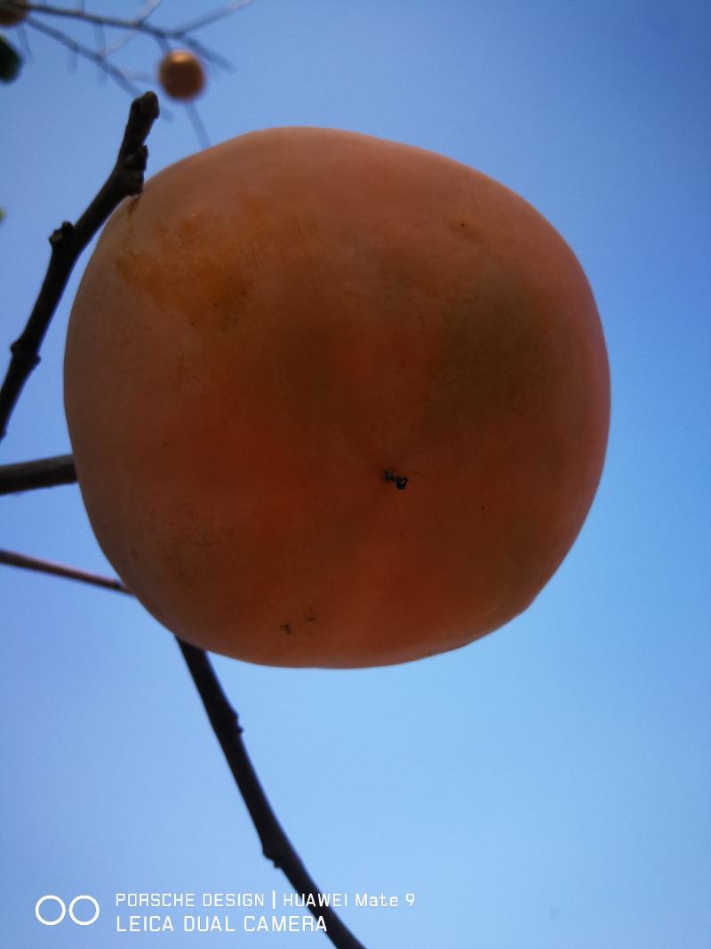 太行山磨盘柿子