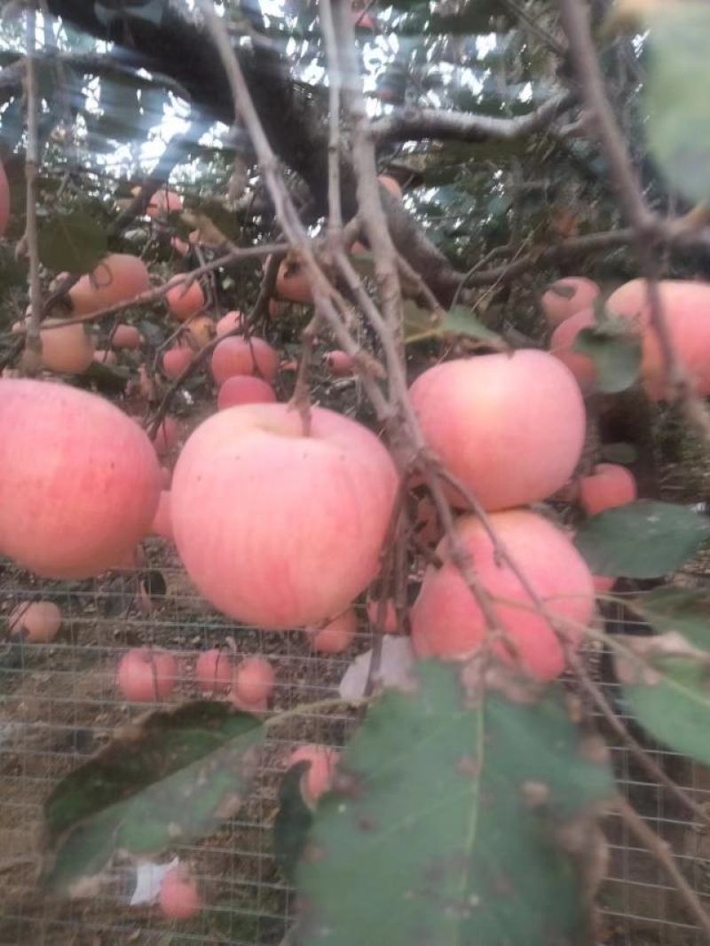 苹果红富士大量供应欢迎光临