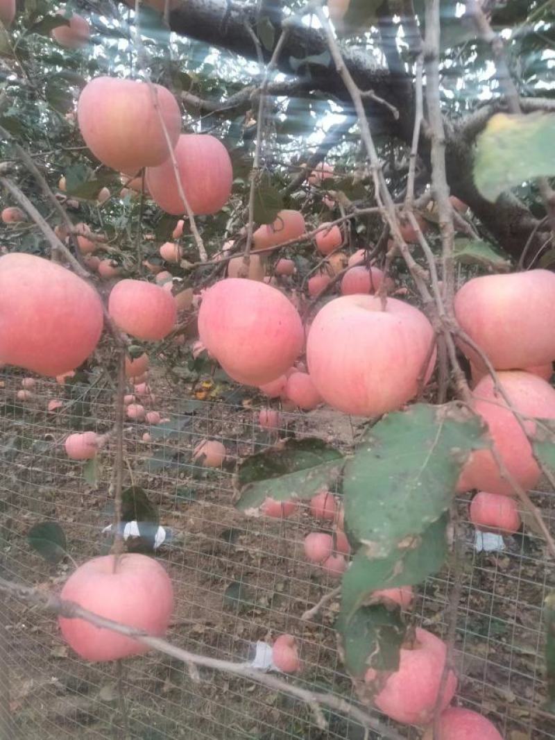 苹果红富士大量供应欢迎光临