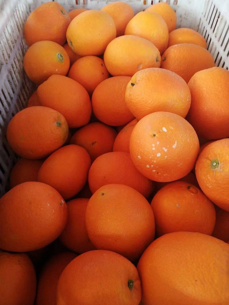 『实力供货』中华红血橙，血橙，红橙批发，无中间商赚差价