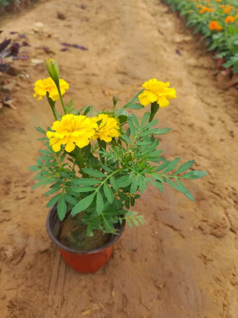 精品孔雀草，产地直发，品质保证，欢迎联系