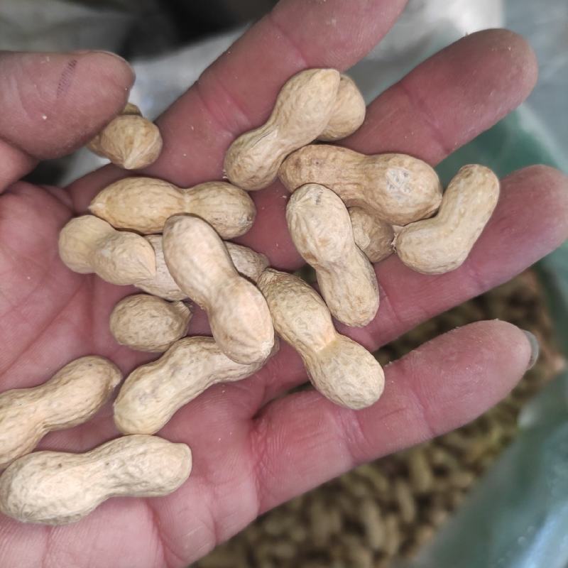 【花生】色选机精选，品种有海花，四粒红，小日本，拔二怪等品种