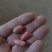 【花生】色选机精选，品种有海花，四粒红，小日本，拔二怪等品种