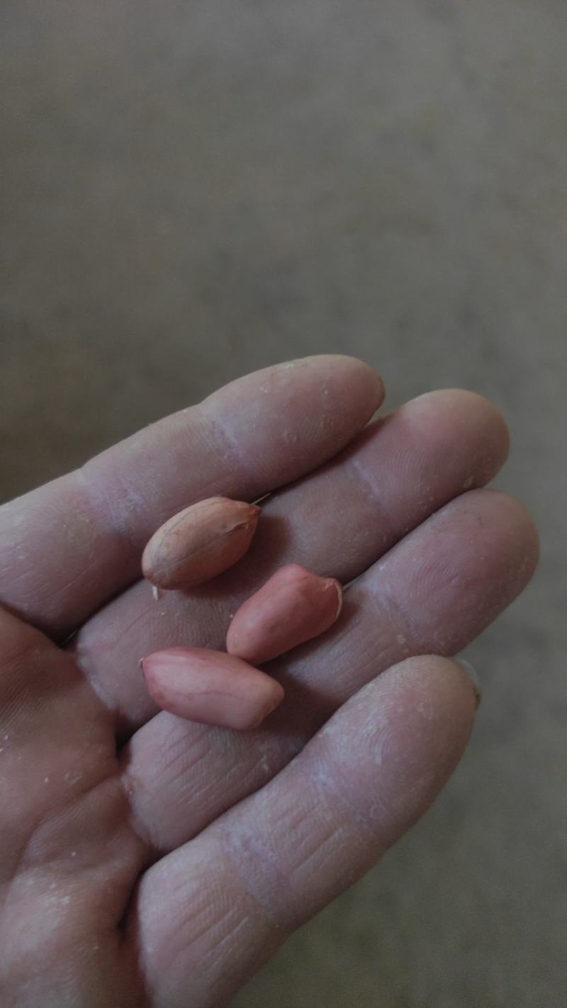 【花生】色选机精选，品种有海花，四粒红，小日本，拔二怪等品种