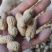 【花生】色选机精选，品种有海花，四粒红，小日本，拔二怪等品种