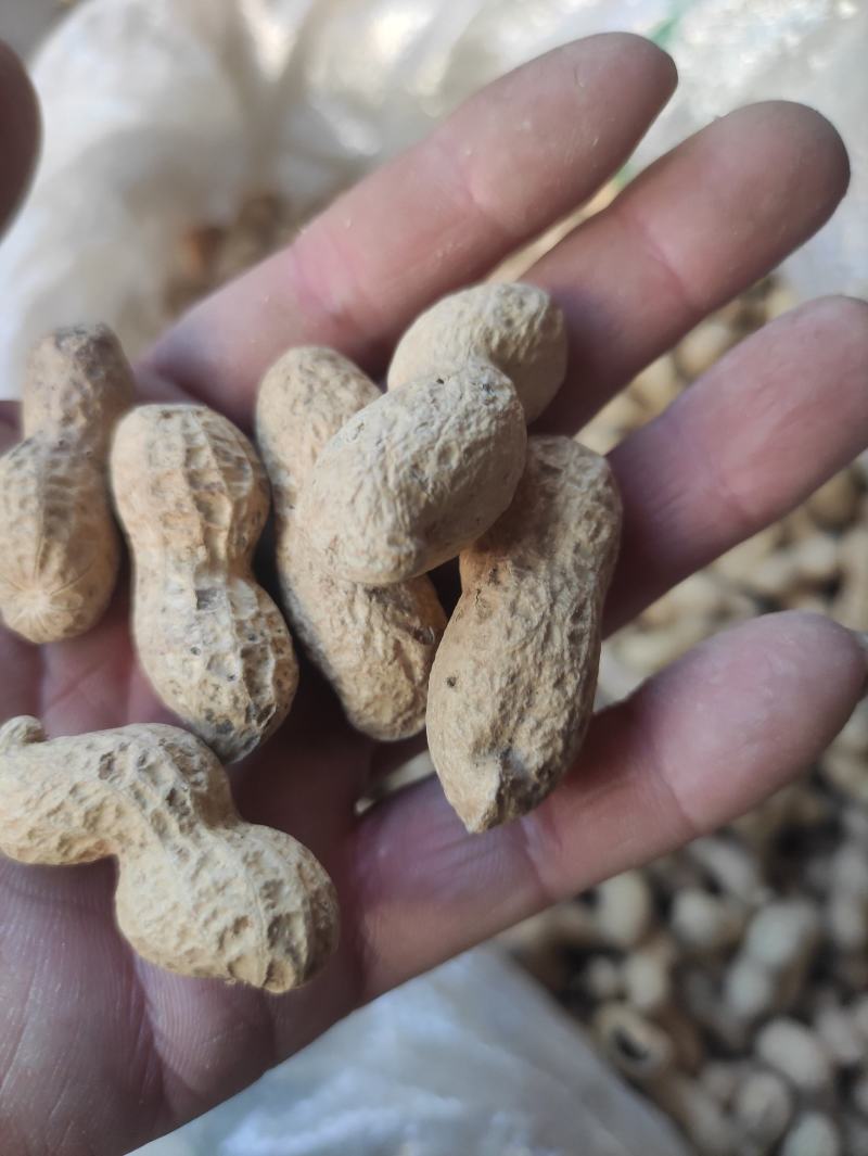 【花生】色选机精选，品种有海花，四粒红，小日本，拔二怪等品种