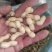 【花生】色选机精选，品种有海花，四粒红，小日本，拔二怪等品种