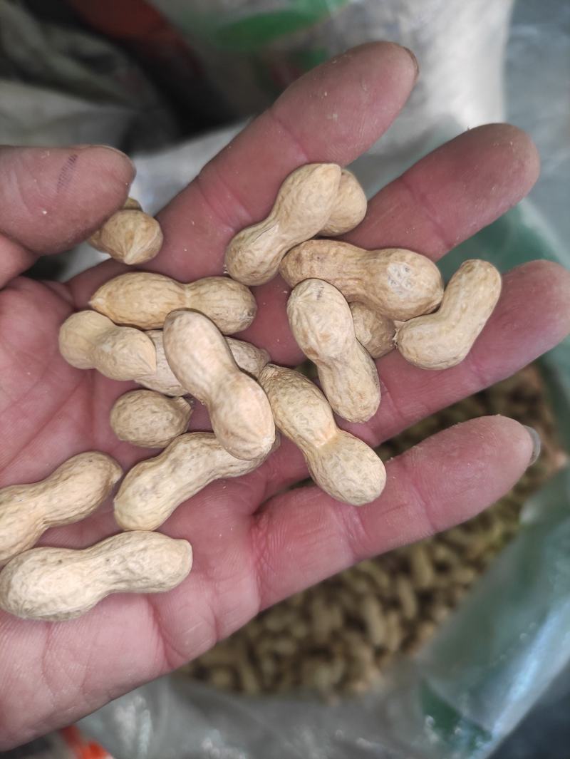 【花生】色选机精选，品种有海花，四粒红，小日本，拔二怪等品种