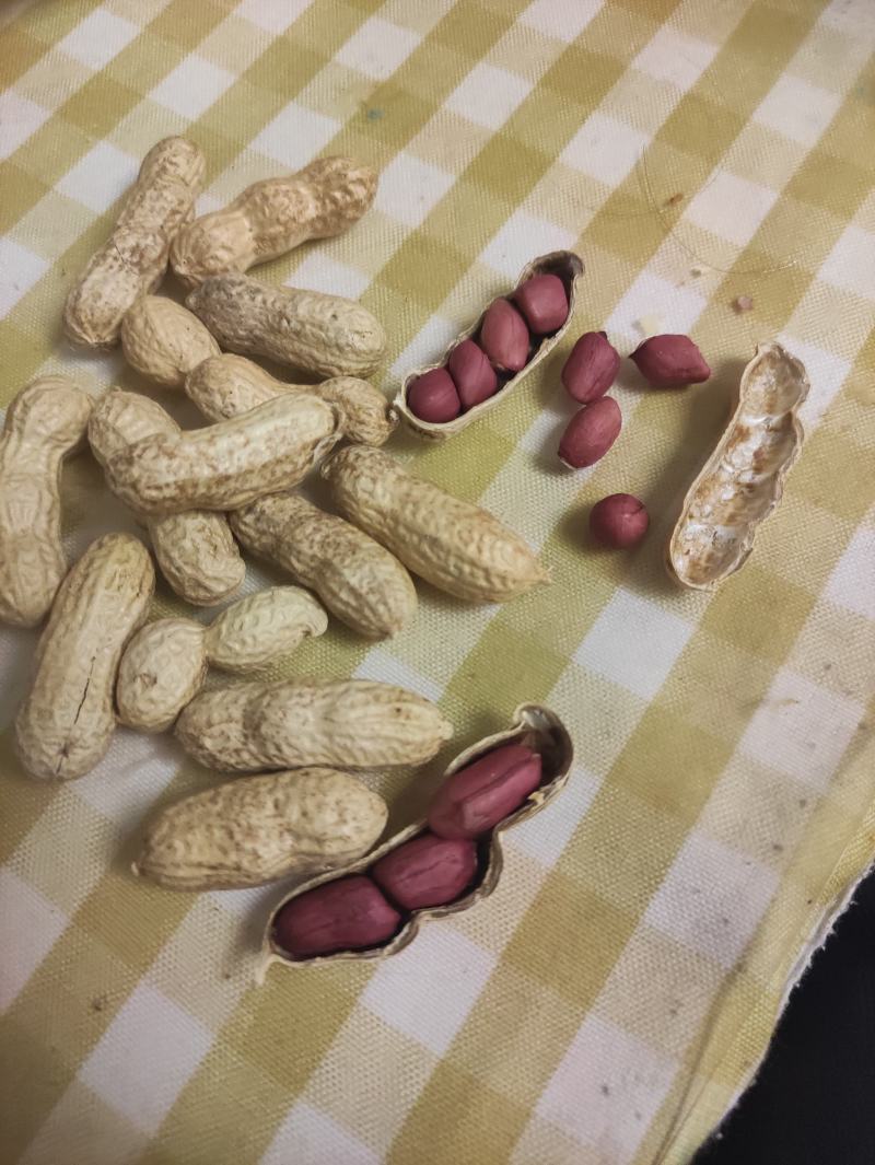 【花生】色选机精选，品种有海花，四粒红，小日本，拔二怪等品种