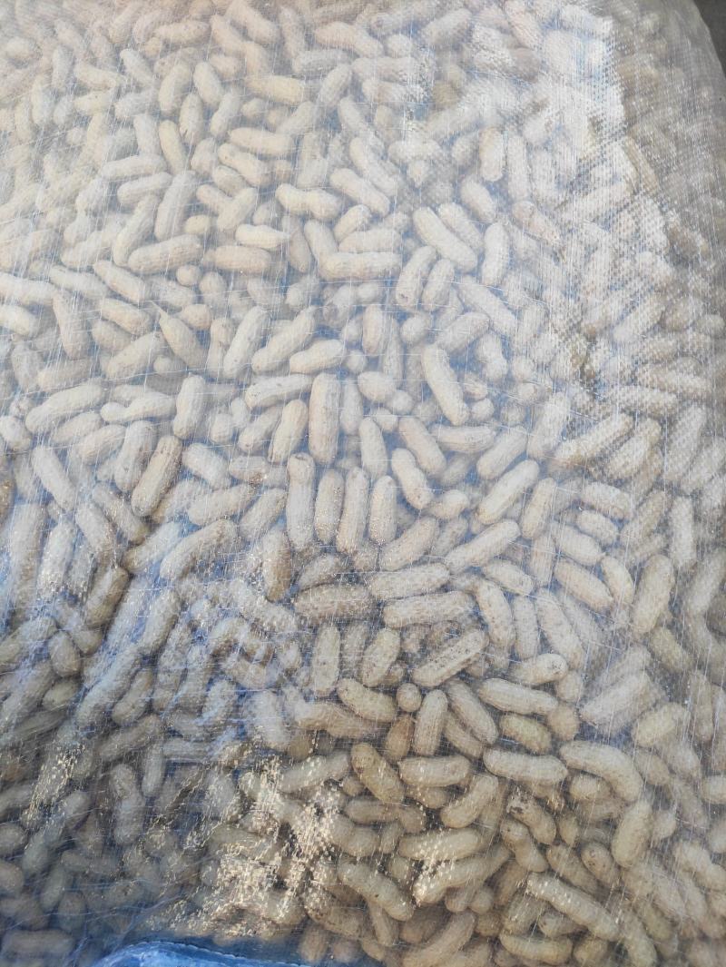 【花生】色选机精选，品种有海花，四粒红，小日本，拔二怪等品种