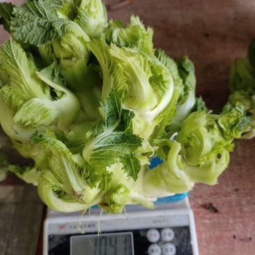 儿菜
