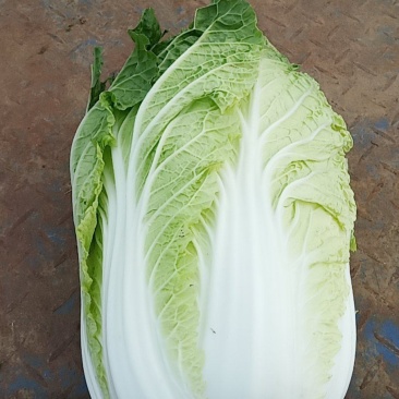 黄心白菜