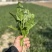 【热卖中🔥】精品菠菜大量有货17-40公分
