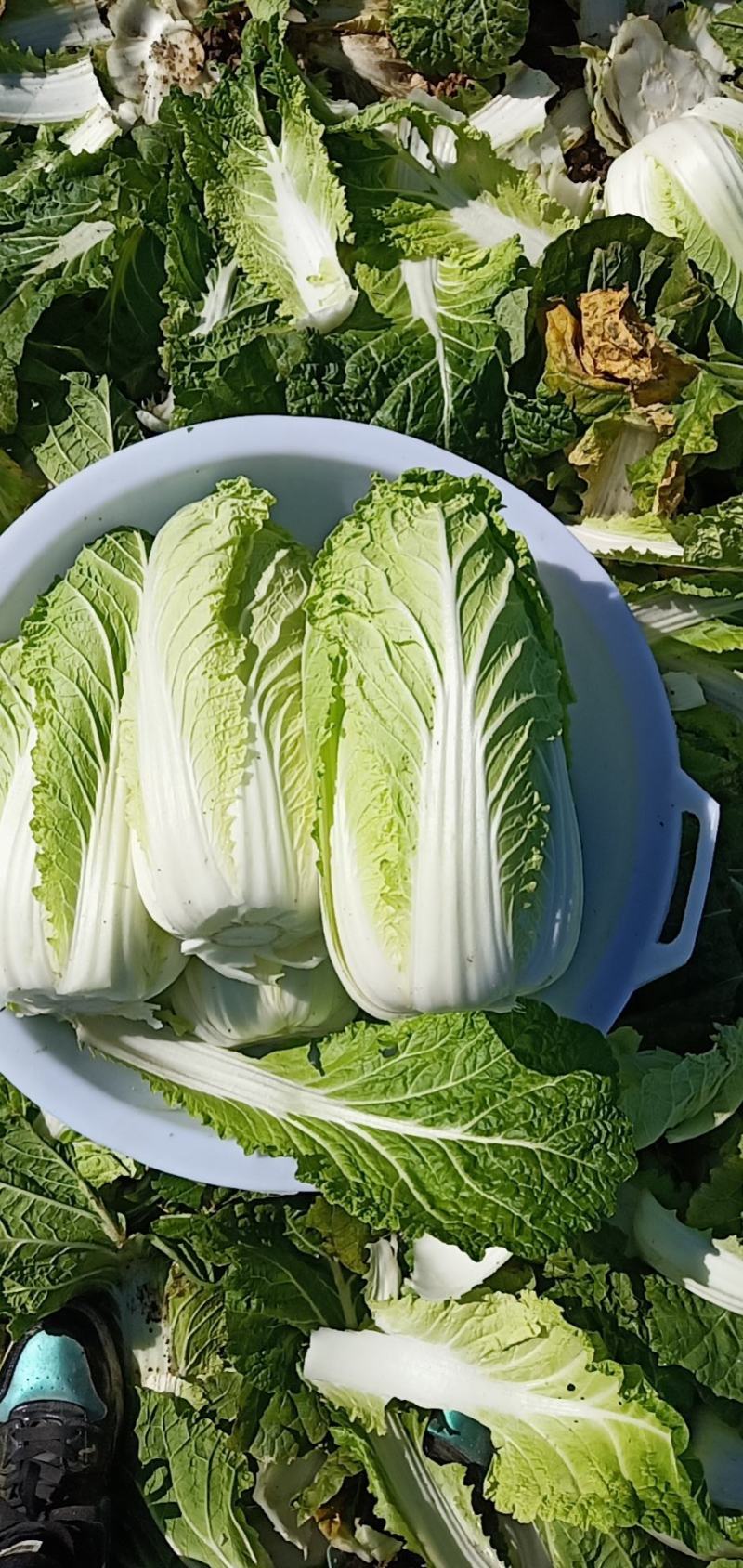 黄心白菜