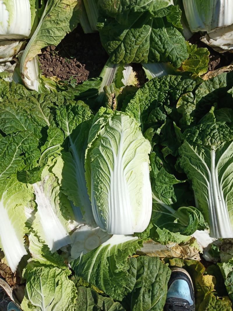 黄心白菜