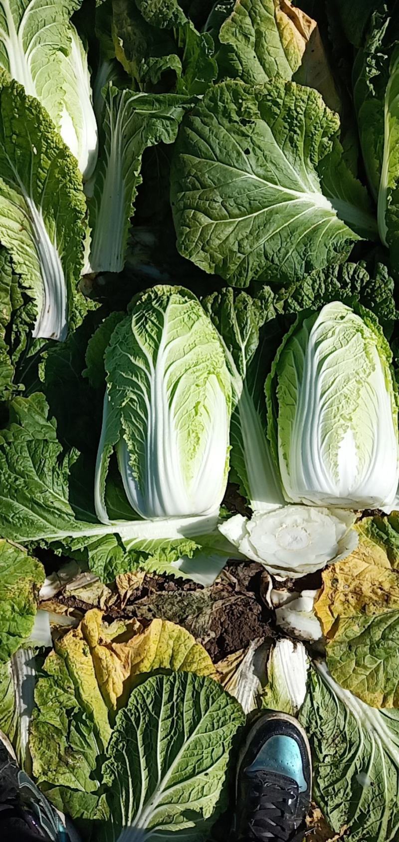 黄心白菜