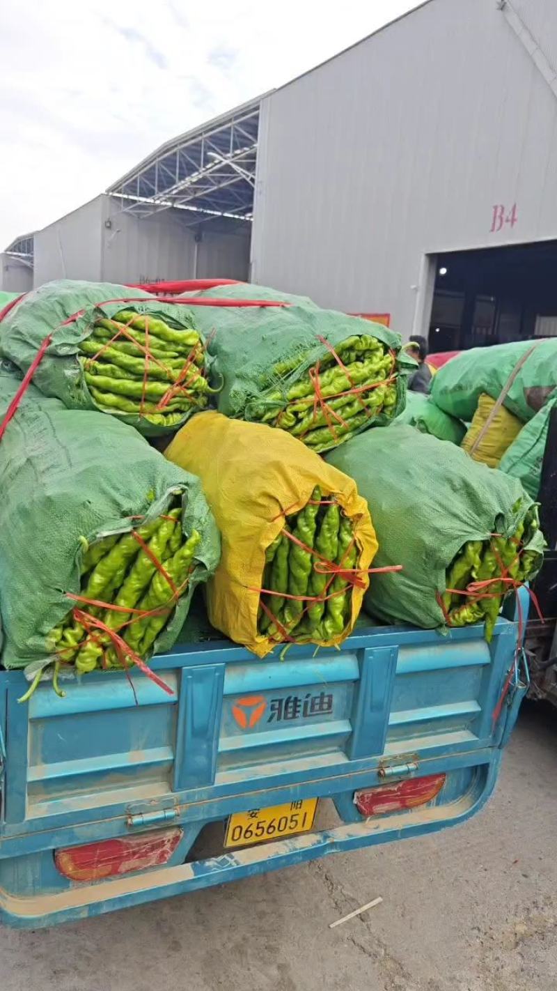 【诚信经营】河南省内黄县陇椒螺丝椒香辣可口货量足价格低