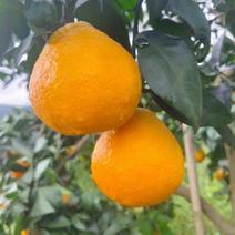 四川省眉山自贡爱媛38果冻橙大量上市，量大，支持产地直发