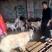 山东菏泽活羊，羊肉，量大质优，价格优惠，欢迎咨询问价