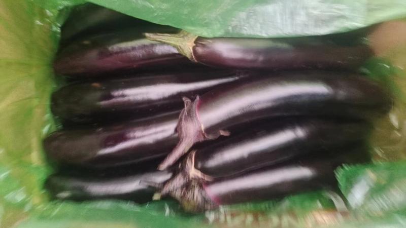 【复购高】辽宁茄子紫茄子长茄大量上市全国发货