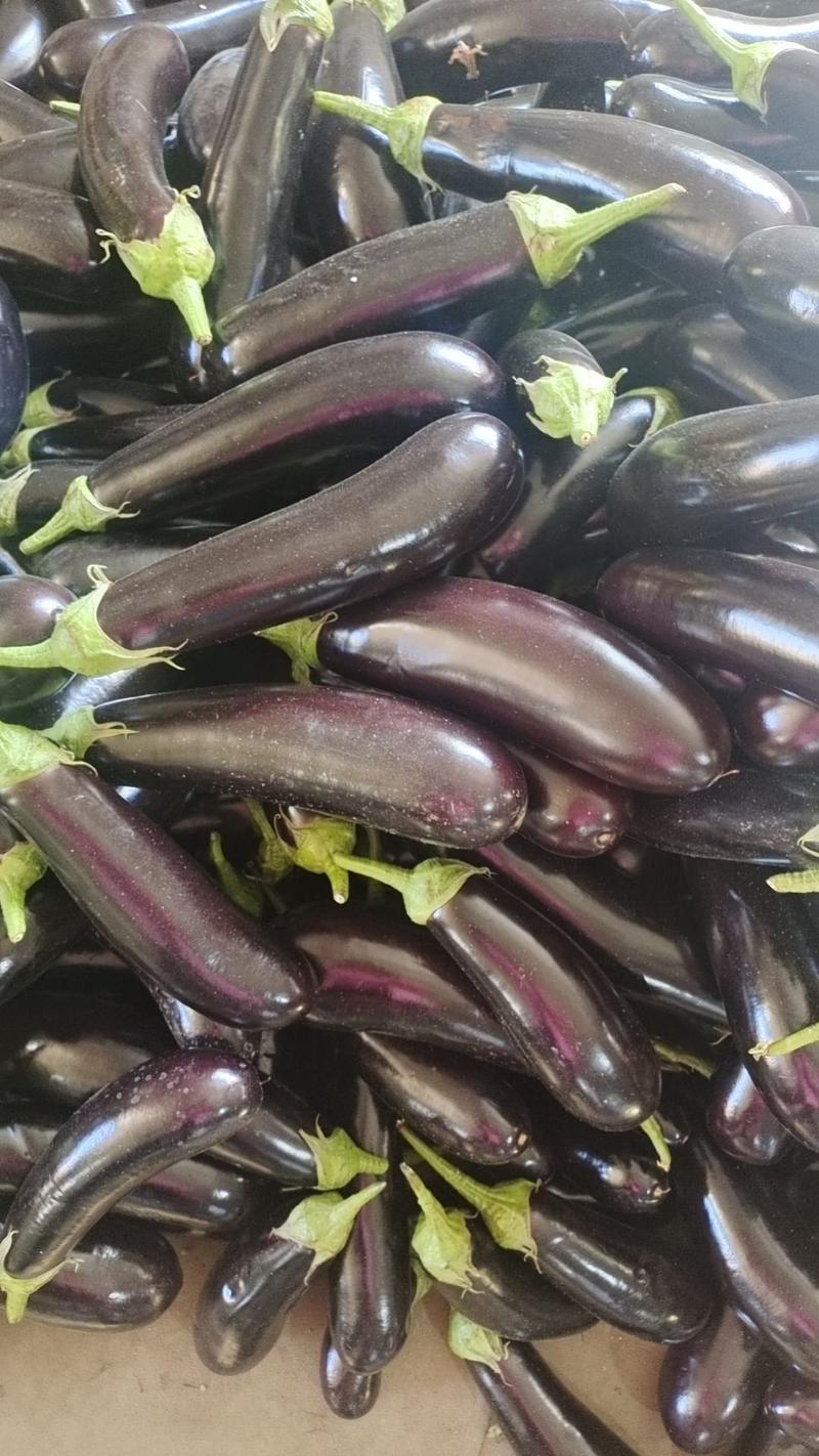 【复购高】辽宁茄子紫茄子长茄大量上市全国发货