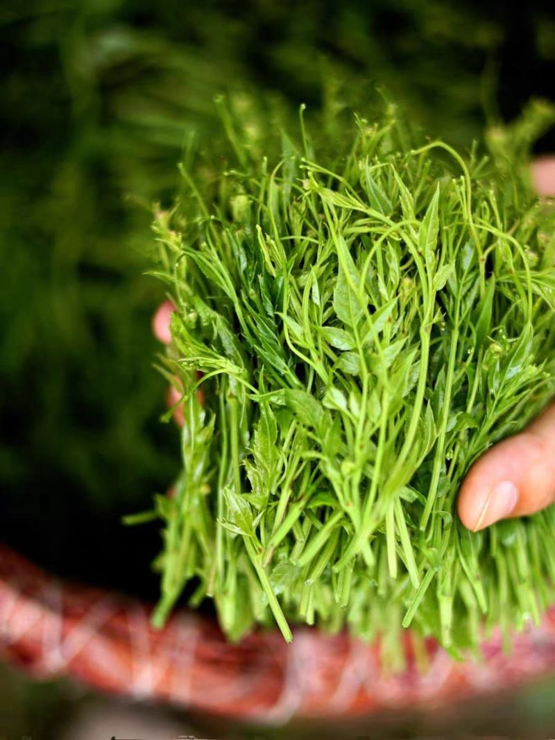 茶叶张家界野生苺茶