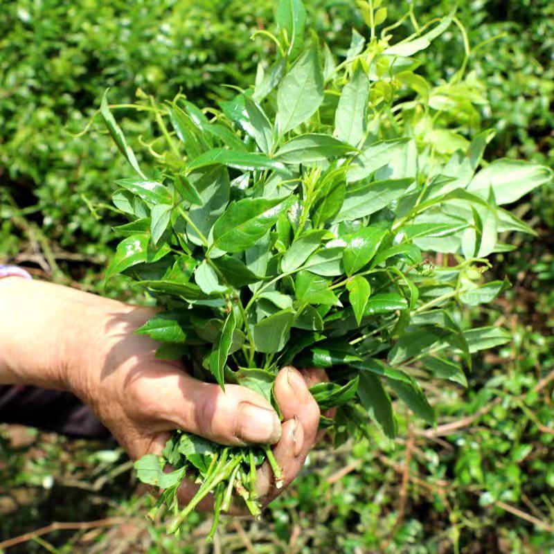 茶叶张家界野生苺茶