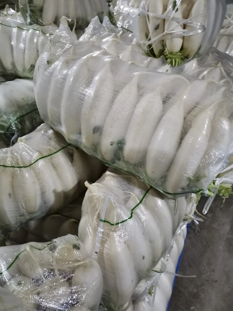 湖北天门精品白萝卜1—2斤，花板，花叶（地头价）