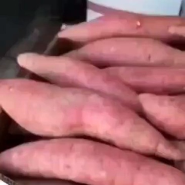 西瓜红河北廊坊大量供应有质量问题免费补发货