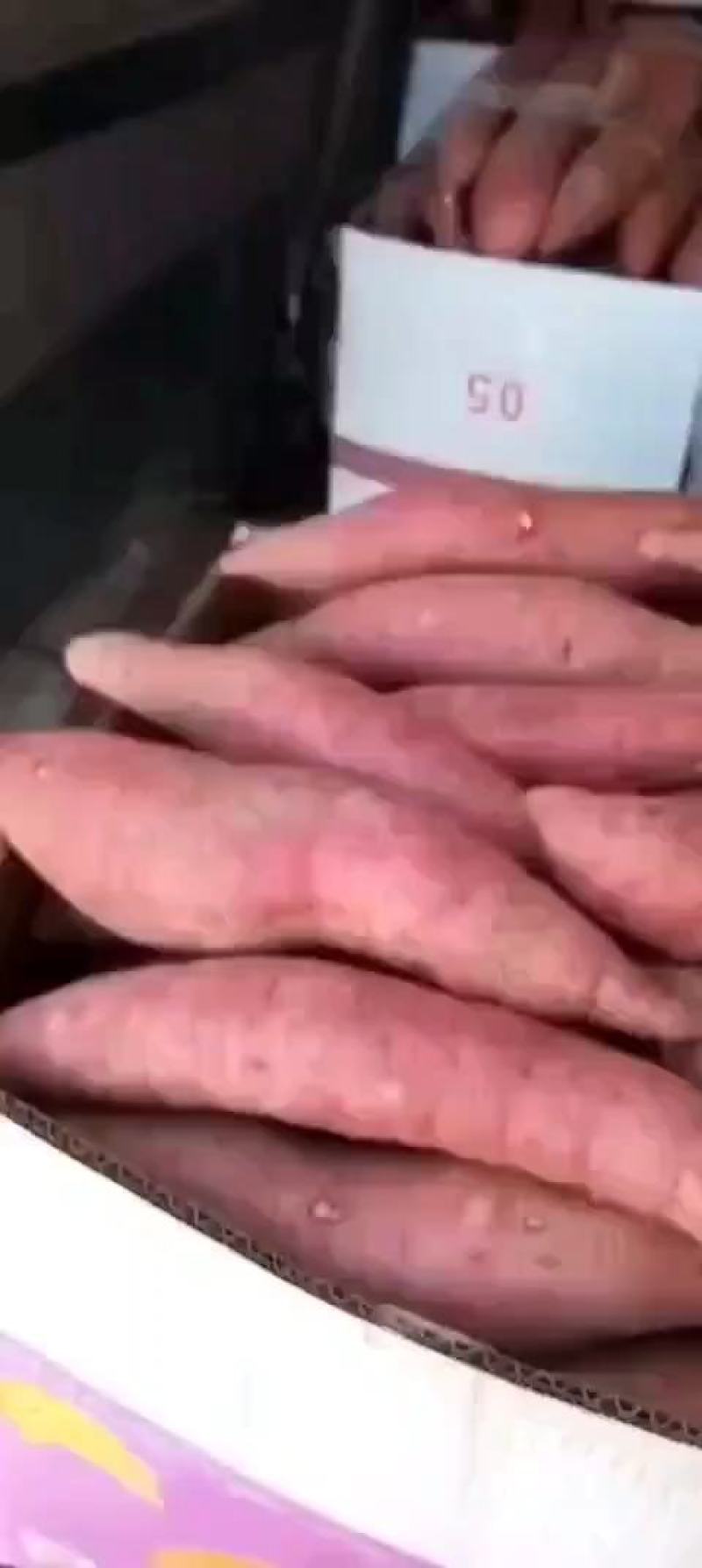 西瓜红河北廊坊大量供应有质量问题免费补发货