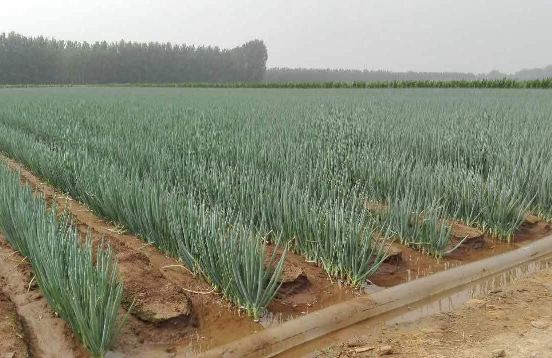 长白大葱整体植株展示