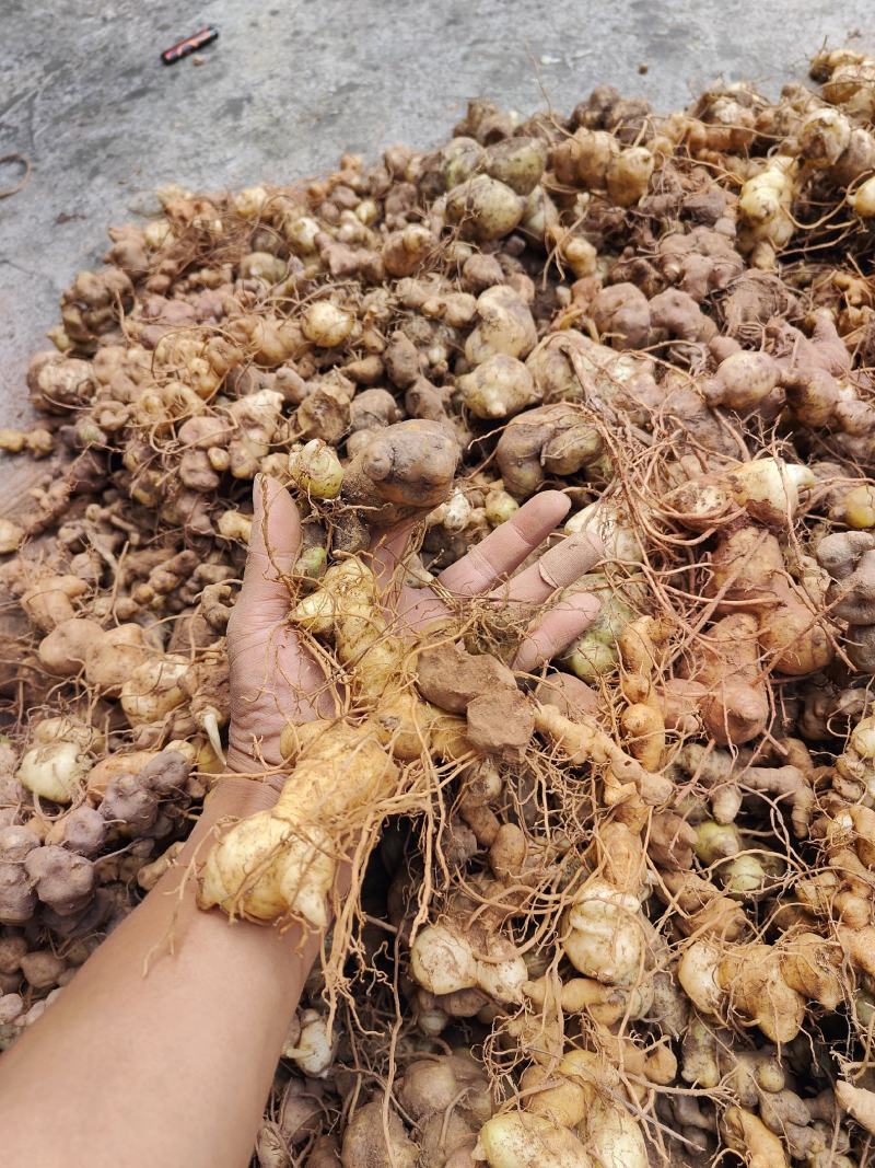 云南思茅野生黄精_滇黄精