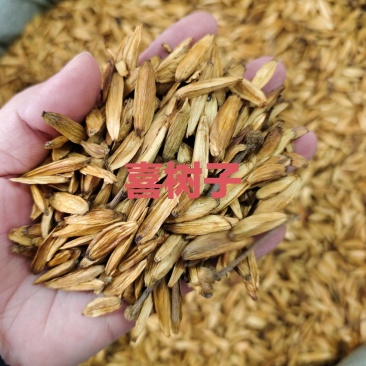 中药材喜树子喜树果货源充足保证质量