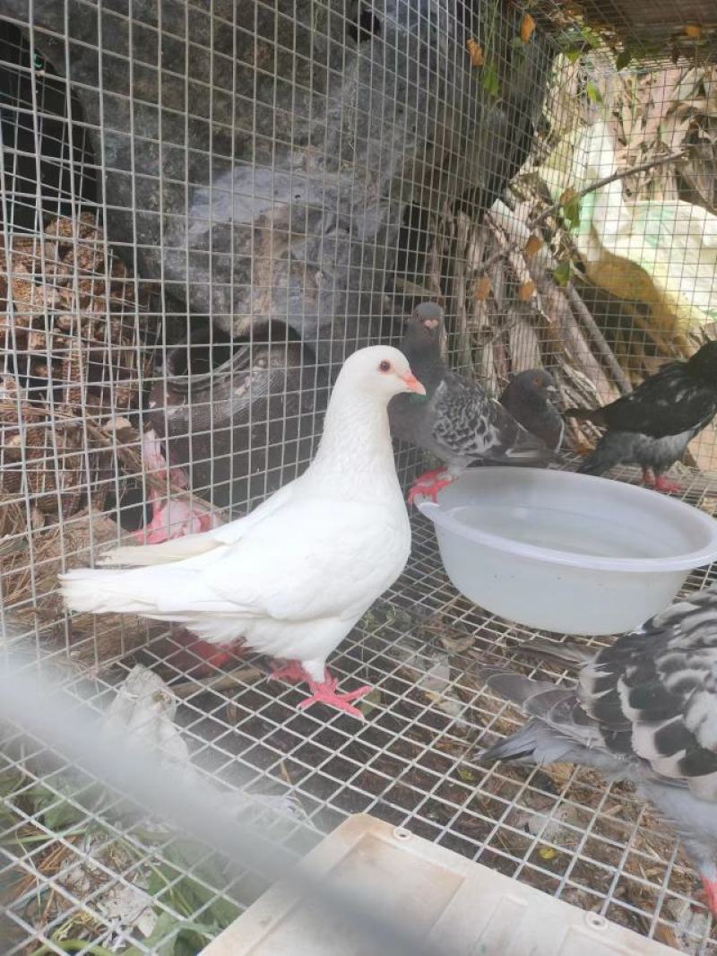 大量供应信鸽，肉鸽