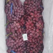 克伦生葡萄大量现货供应