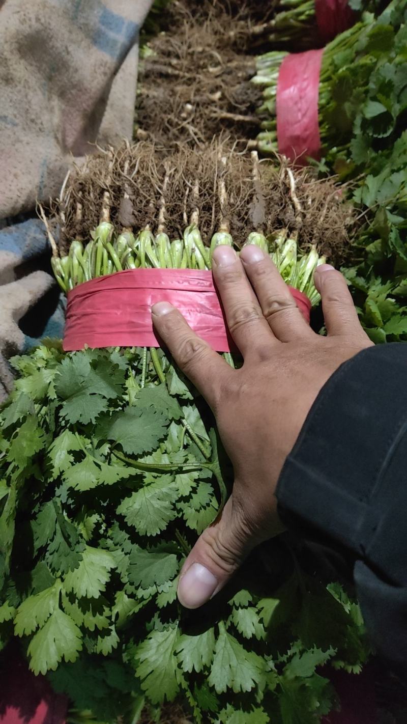 河北大叶香菜，25到30公分叶大颜色绿产地直，发现货现发