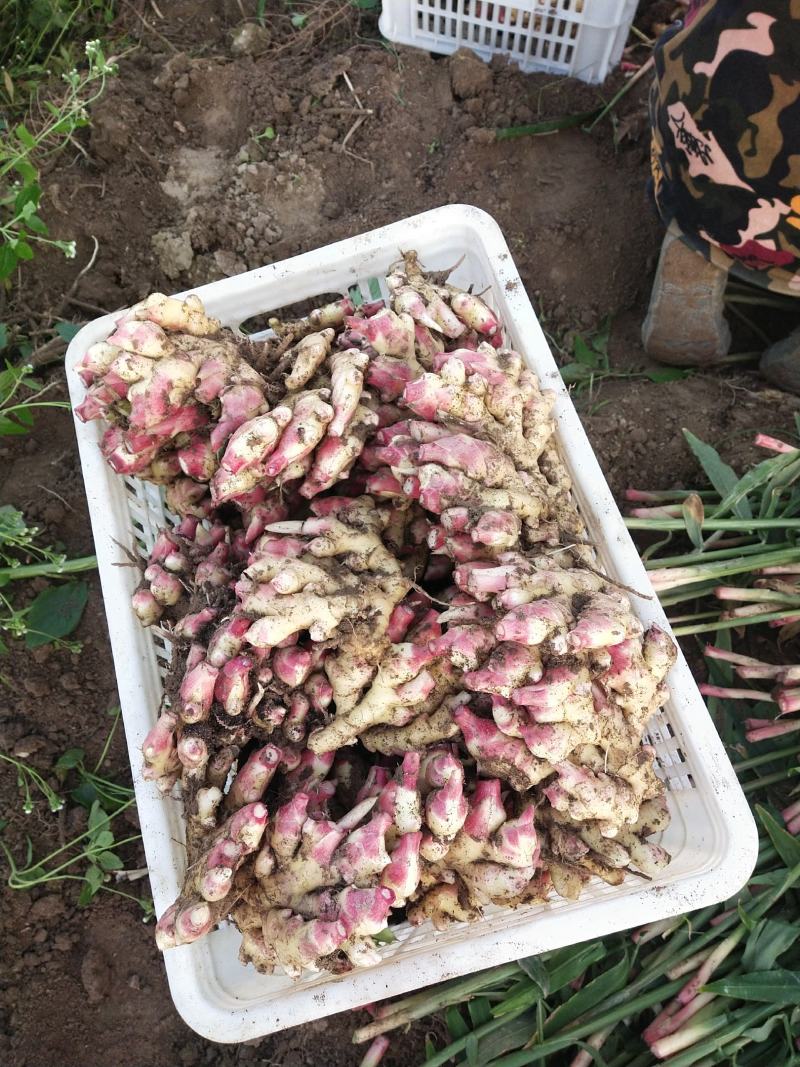 大别山小黄姜