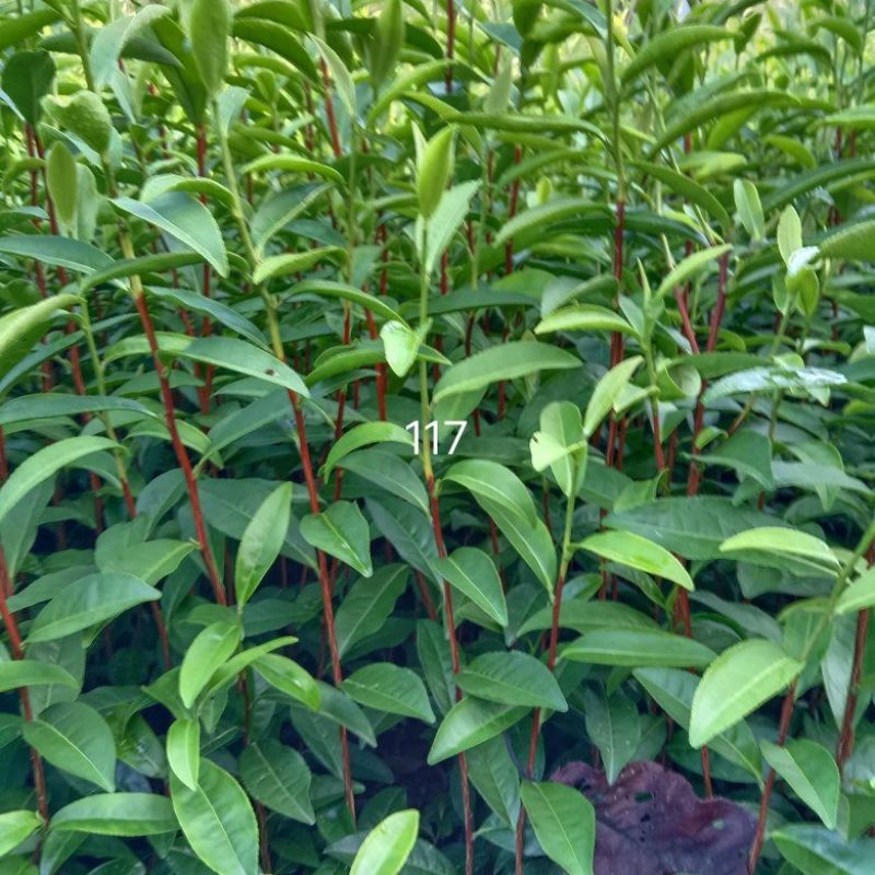 117茶树苗，芽头壮长势好，耐寒早熟不早衰，欢迎来电