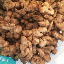 大别山老姜母。味道重，辛辣刺激