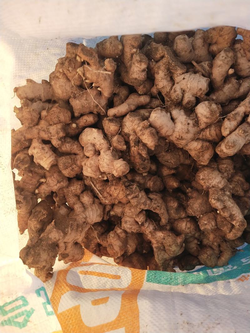 大别山老姜母。味道重，辛辣刺激