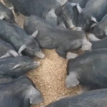 绿色农家饲料鸡鸭鹅鱼牛羊猪都喜欢吃，营养丰富。
