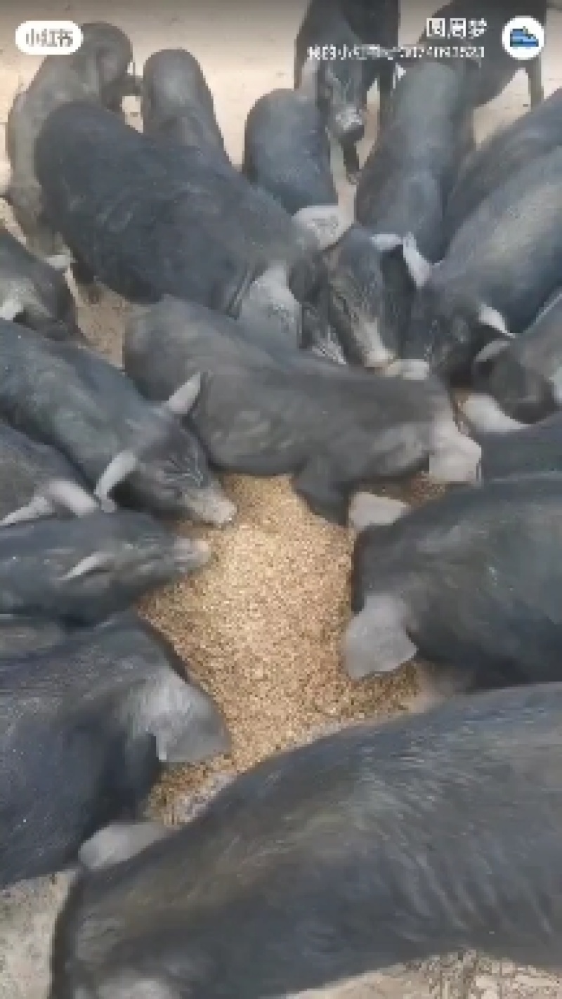 绿色农家饲料鸡鸭鹅鱼牛羊猪都喜欢吃，营养丰富。