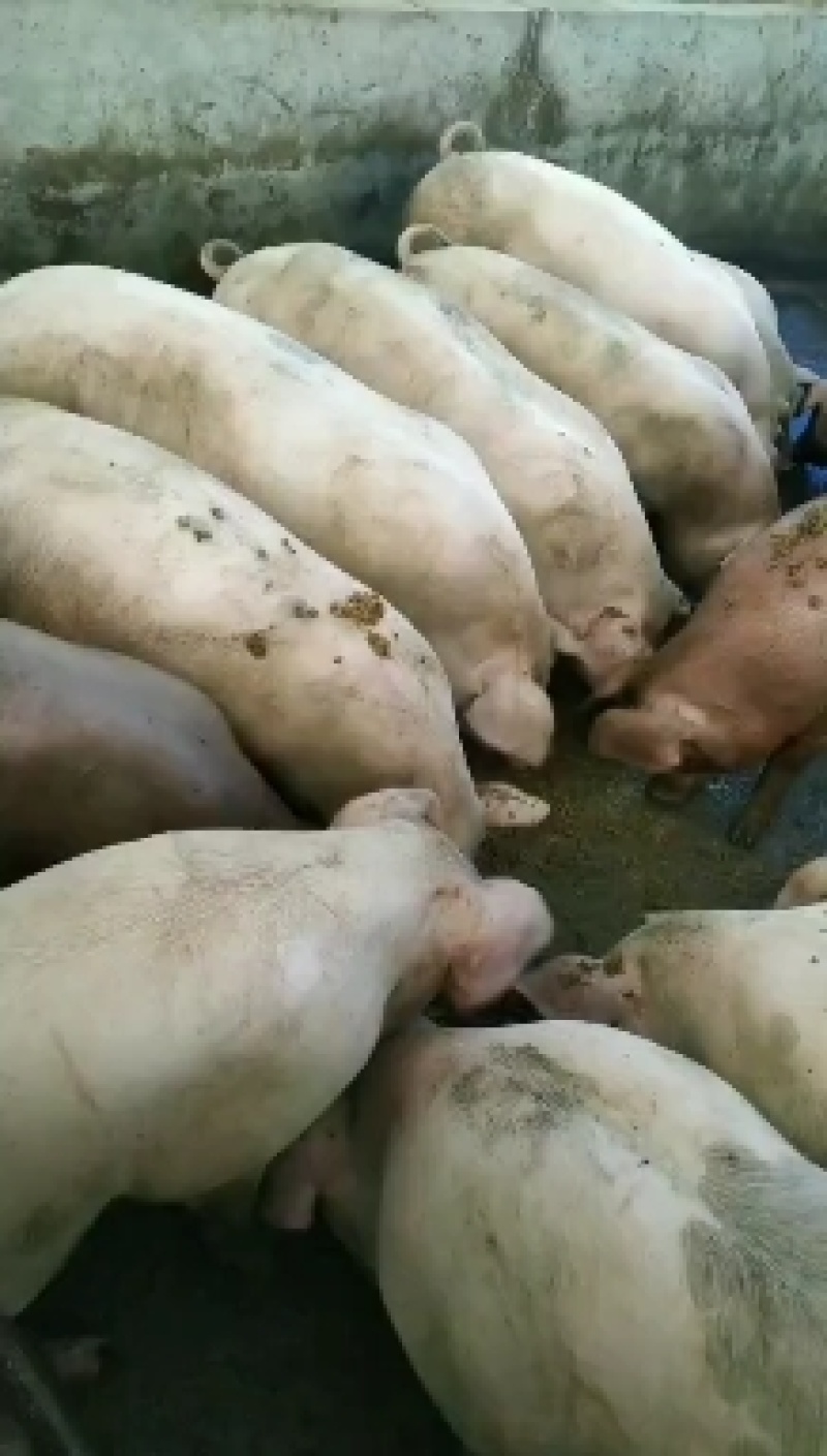 绿色农家饲料鸡鸭鹅鱼牛羊猪都喜欢吃，营养丰富。