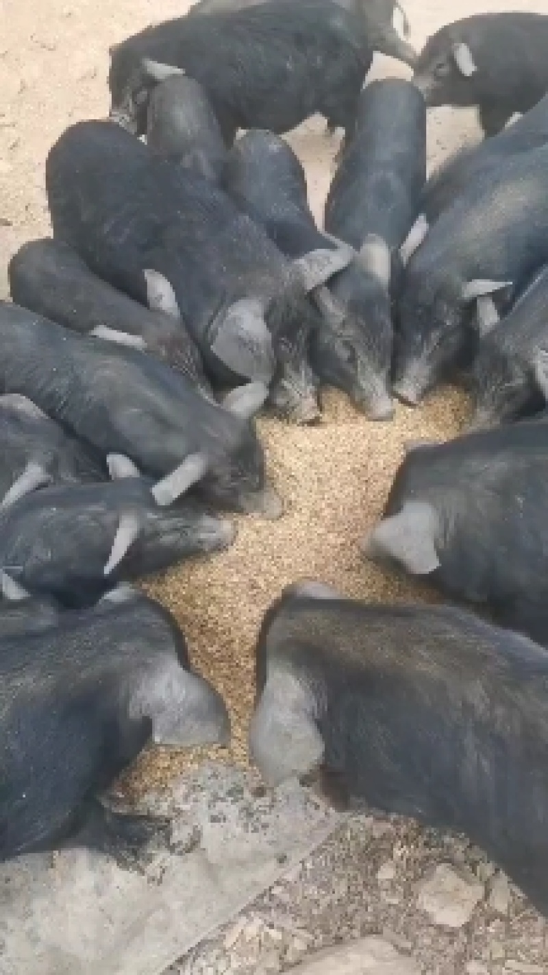 绿色农家饲料鸡鸭鹅鱼牛羊猪都喜欢吃，营养丰富。