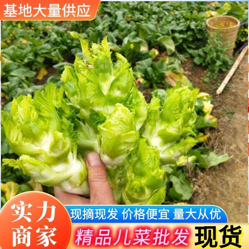 《现摘现发》儿菜安徽儿菜按需代收全国发货现货供应