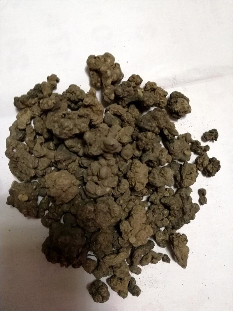 猫抓草中药材正品猫抓草泡茶水猫瓜草新鲜批发夏枯草车前猫抓