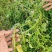 西洋菜种植基地种苗出售