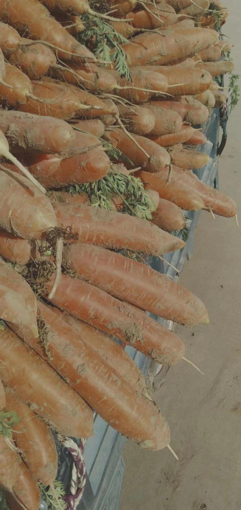 小燕顶红萝卜大量批发
