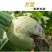 山西芥菜芥菜一手货源品质保证可视频看货欢迎下单